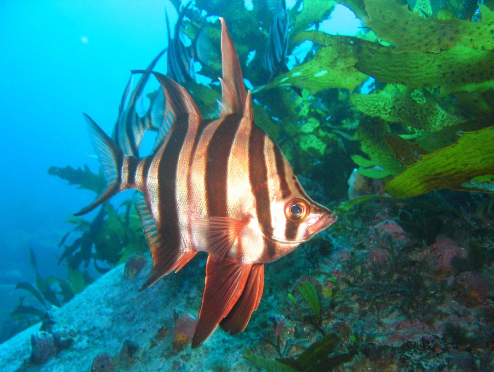 Enoplosus armatus